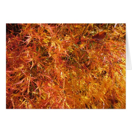 Fall Japanese Maple Cards (Front Horizontal)