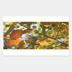 Fall Leaf Autumn Leaves Sky Nature Photography Rectangular Sticker