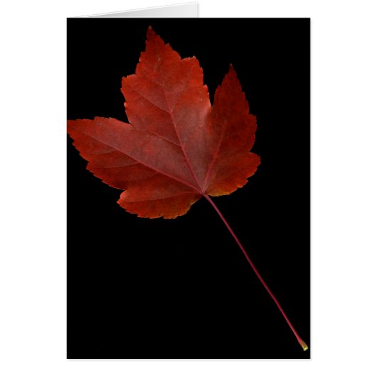 Fall Leaf Cards (Front)