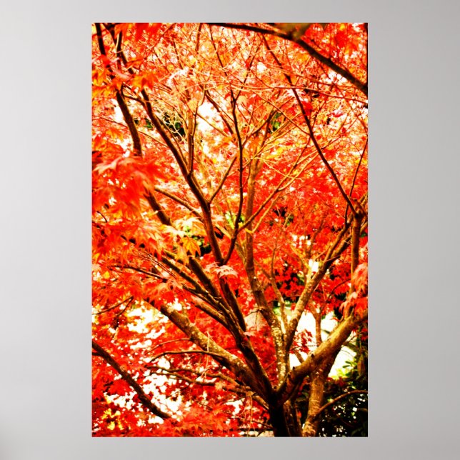 fall leaves 002 poster (Front)