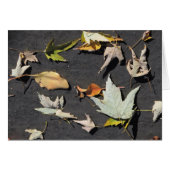 Fall Leaves 1 (Front Horizontal)