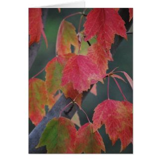 Fall Leaves Cards