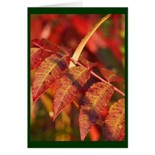 Fall Leaves Cards (Front)