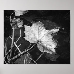 Fall Leaves Floating Black and White Archival Poster