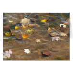 Fall Leaves in Pond Water Nature Photography