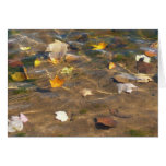 Fall Leaves in Pond Water Nature Photography Cards