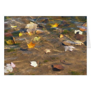 Fall Leaves in Pond Water Nature Photography Cards