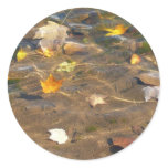 Fall Leaves in Pond Water Nature Photography Classic Round Sticker