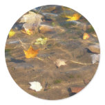 Fall Leaves in Pond Water Nature Photography Classic Round Sticker