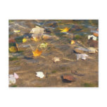 Fall Leaves in Pond Water Nature Photography Postcard