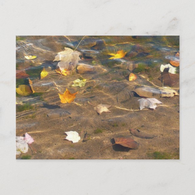 Fall Leaves in Pond Water Nature Photography Postcard (Front)