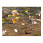 Fall Leaves in Pond Water Nature Photography Postcard