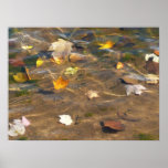 Fall Leaves in Pond Water Nature Photography Poster