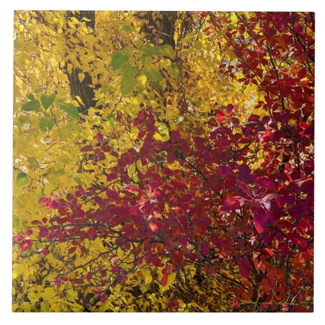 Fall Leaves in the Oregon’s Outback Tile (Front)