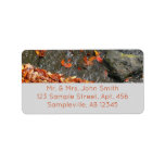Fall Leaves in Waterfall I Autumn Photography Label