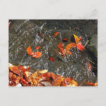 Fall Leaves in Waterfall I Autumn Photography Postcard