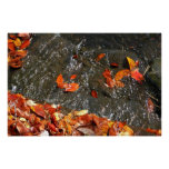 Fall Leaves in Waterfall I Autumn Photography Poster