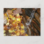 Fall Leaves in Waterfall III Autumn Nature Postcard