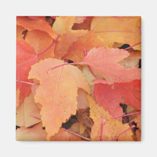 Fall Leaves Magnet