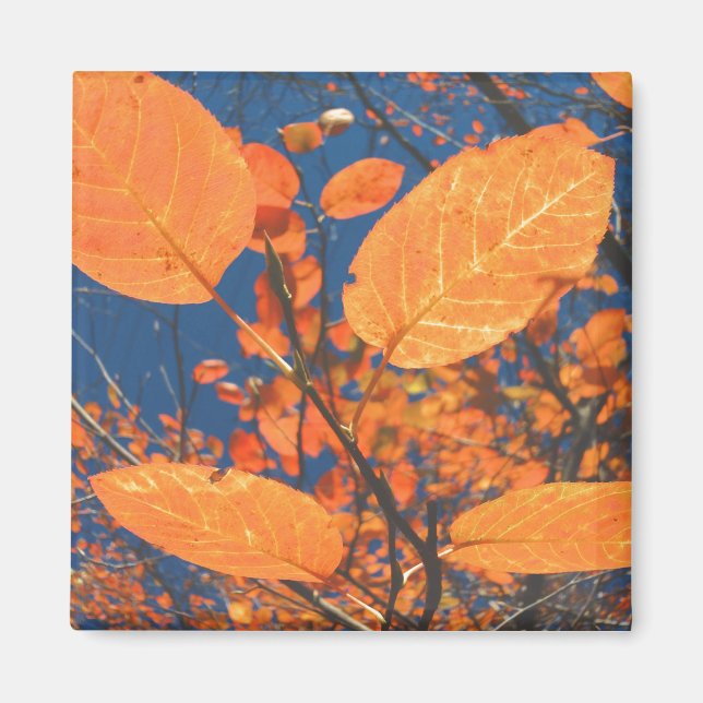 Fall Leaves Magnet (Front)