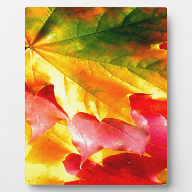 Fall Leaves Personalize it Yellow, Red, Green, Plaque (Front)
