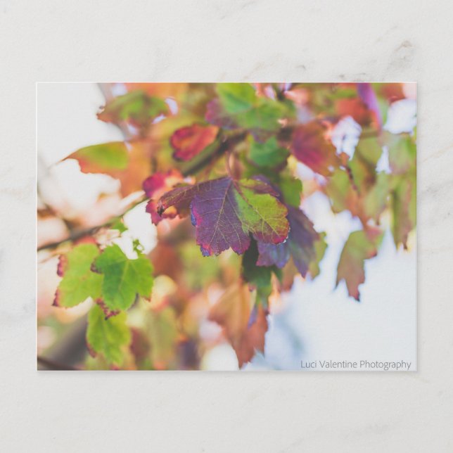 Fall Leaves Postcard (Front)