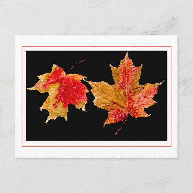 fall leaves postcards (Front)