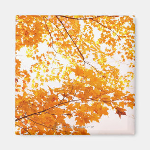 Fall Leaves Reflection Magnet