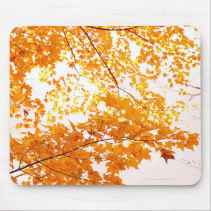 Fall Leaves Reflection Mouse Pad