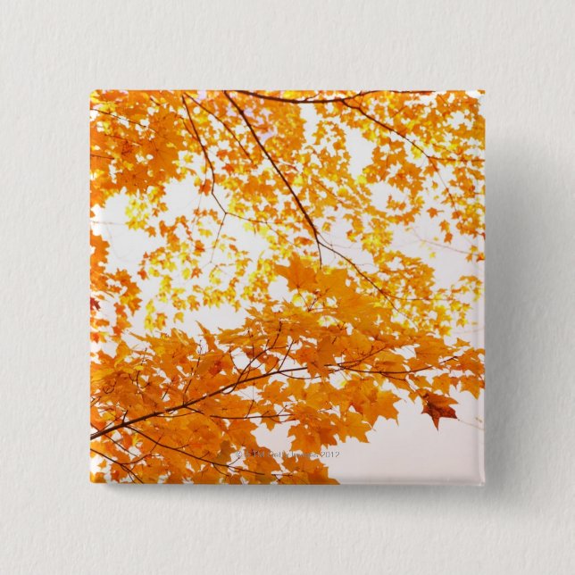 Fall Leaves Reflection Pinback Button (Front)