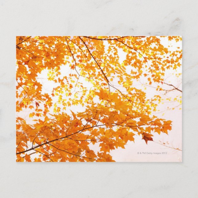 Fall Leaves Reflection Postcard (Front)
