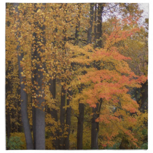 Fall Leaves Tulip Poplar Trees Cloth Napkins 4 set