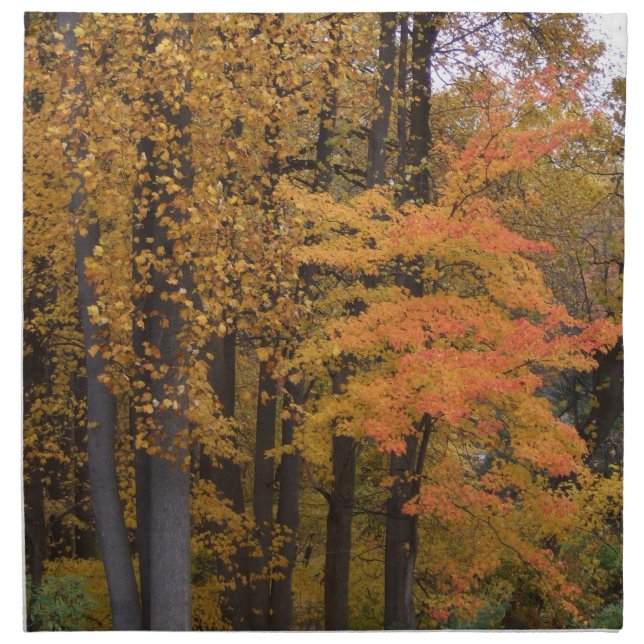 Fall Leaves Tulip Poplar Trees Cloth Napkins 4 set (Front)