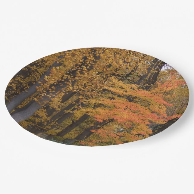 Fall Leaves Tulip Poplar Trees  Paper Plates (Angled)