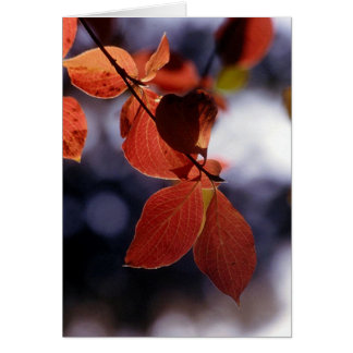 Fall Leaves, Yosemite Cards