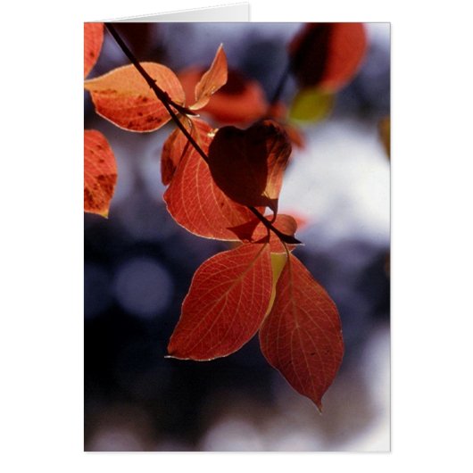 Fall Leaves, Yosemite Cards (Front)