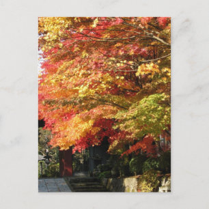 Fall lined street, Nikko, Japan Postcard