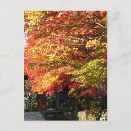 Fall lined street Nikko Japan Postcard