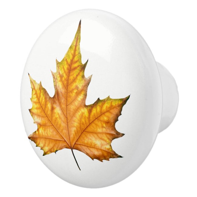 Fall Maple Leaf