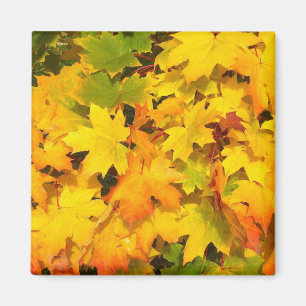 Fall Maple Leaves with Autumn Colors Magnet