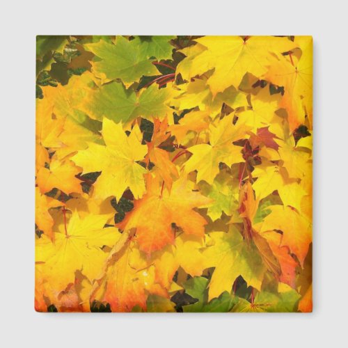 Fall Maple Leaves with Autumn Colors Magnet