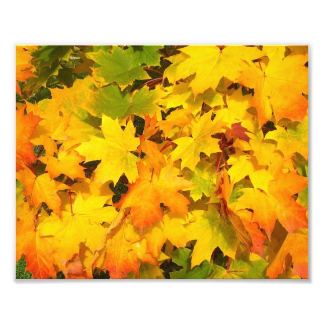 Fall Maple Leaves with Autumn Colors Photo Print (Front)