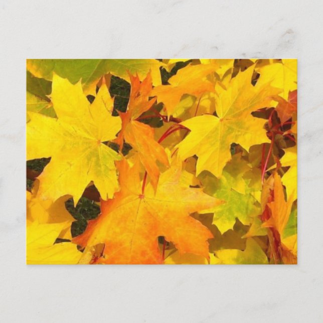 Fall Maple Leaves with Autumn Colors Postcard (Front)