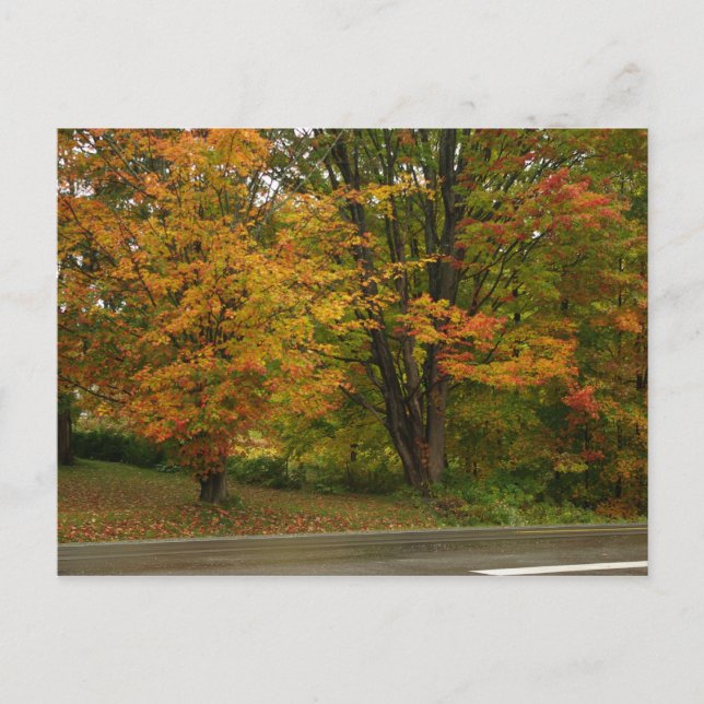 fall maple postcard (Front)