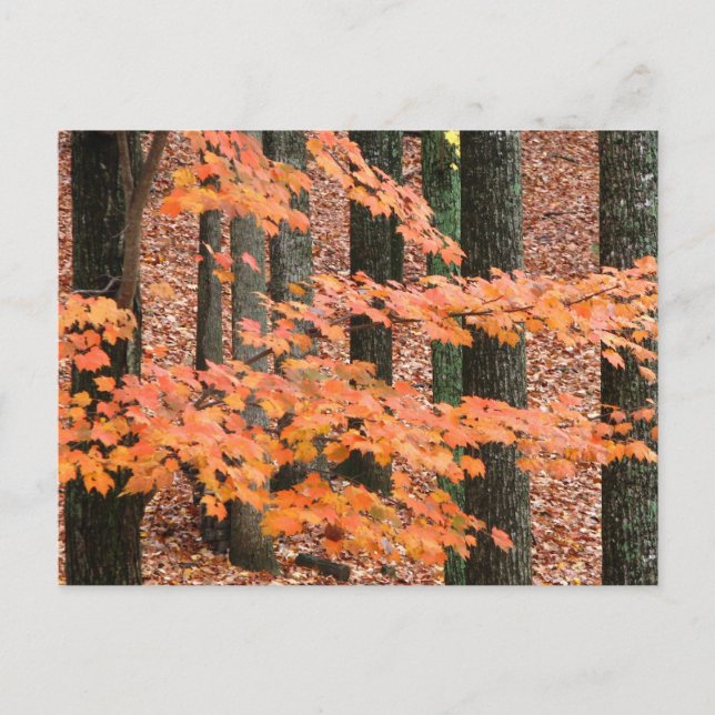 Fall Maple Postcard (Front)