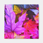 Fall maple tree leaves colorful autumn nature