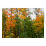 Fall Maple Trees Autumn Nature Photography
