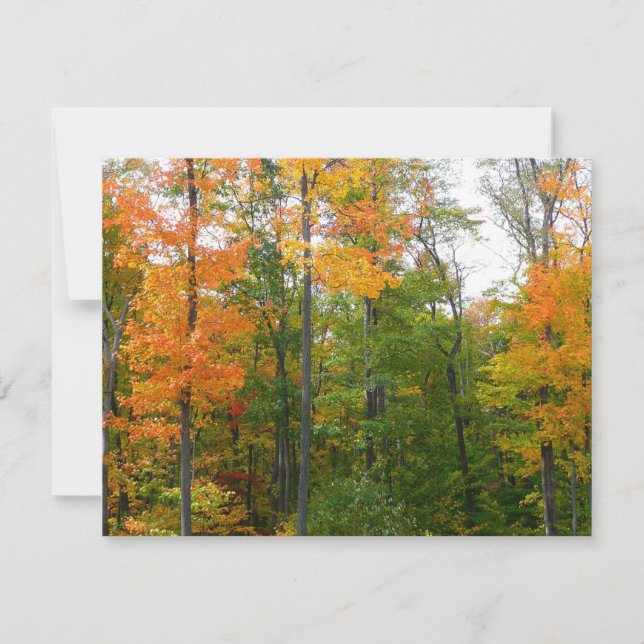 Fall Maple Trees Autumn Nature Photography (Front)