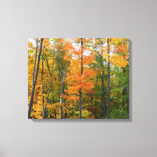 Fall Maple Trees Autumn Nature Photography Canvas Print (Front)