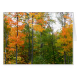 Fall Maple Trees Autumn Nature Photography Card